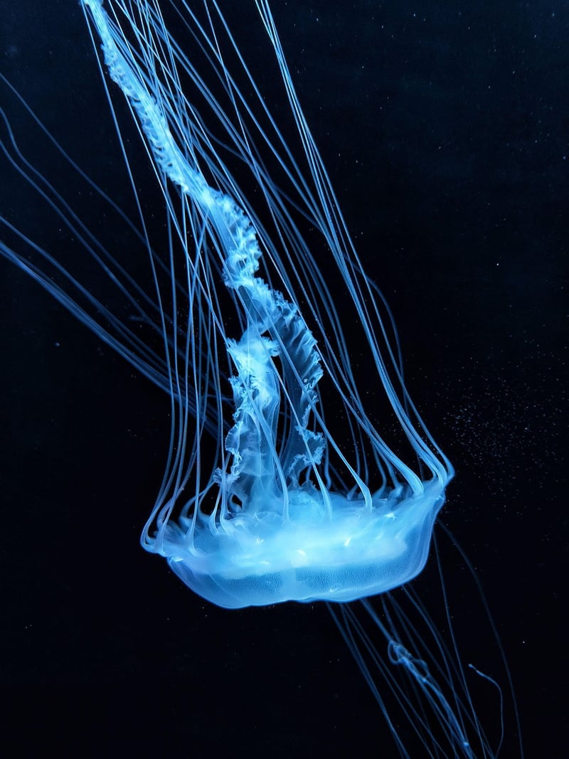 Under the Sea Ball